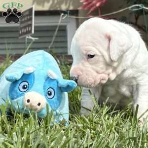 Duff, Dogo Argentino Puppy